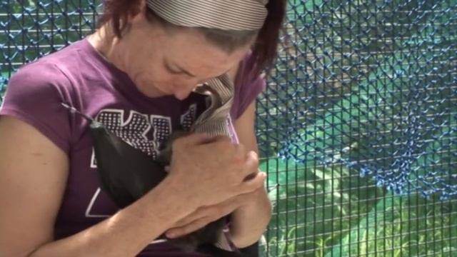 Bat Wraps Episode 1 Raising an orphaned baby flying fox смотреть онлайн