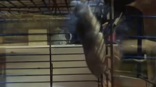 Хомяк Петя смотреть онлайн