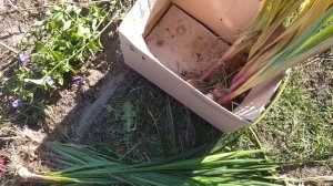 Выкапывываю луковицы Ацидантеры, Альбы и Тигридии. Отправляю на хранение в подвал.