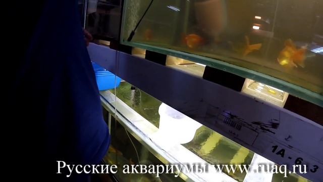 Нам подарили рыбок смотреть онлайн