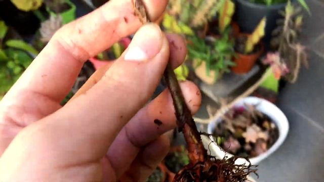 How to grow Metasequoia from Hardwood Cuttings with Results смотреть онлайн
