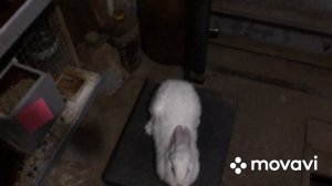 Забой кролика!
