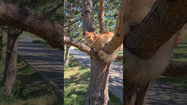 Котенок Мейн Кун - продажа