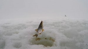 Зимняя рыбалка. Дубовской затон. Самарская область.