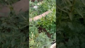 Как размножить жимолость? Легко!