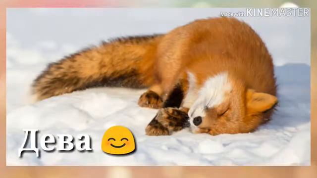 КАКАЯ ТЫ ЛИСА ПО ЗНАКУ ЗОДИАКА?\\2 ЧАСТЬ смотреть онлайн