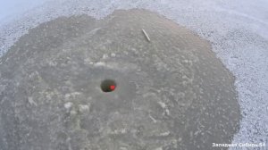 Хапуги работают! Рыбалка на хапуги. Рыбалка удалась.