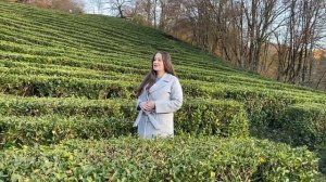 СОЧИ. Чайная плантация Мацеста. Экскурсия в Сочи с маленьким ребёнком. Как растёт чай?