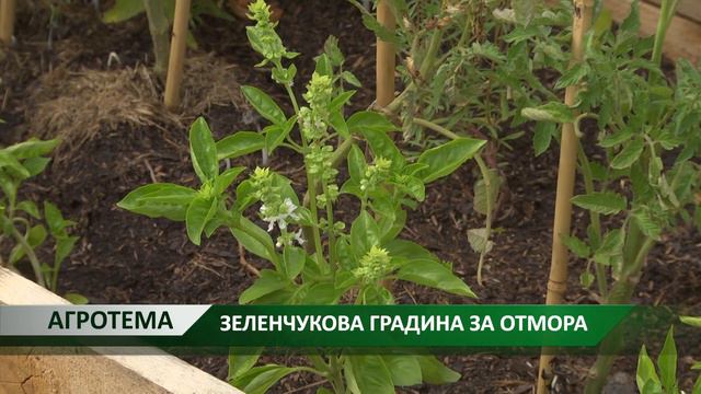 Агротема: Зеленчукова градина за отмора, автор: Камелия Карадочева смотреть онлайн