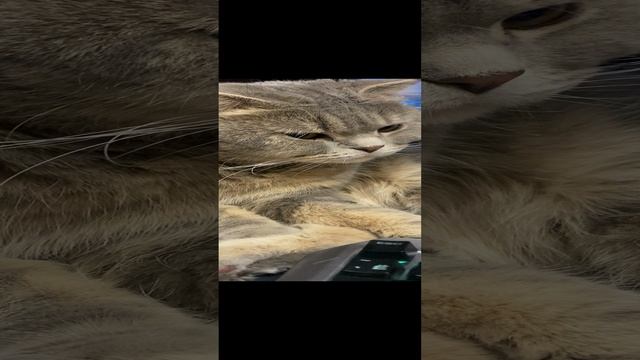 Пуша отдыхает / Pusha is resting