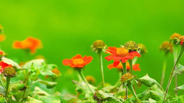 Так красиво! Самая красивая мелодия в мире.Мелодии, которые наполняют Душу Любовью к Жизни! смотреть онлайн