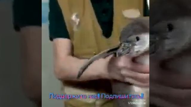 Маленькие пингвины в зоопарке ! смотреть онлайн