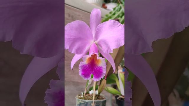 Cattleya labiata смотреть онлайн
