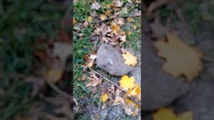 мёртвая ворона!!! ( с онегдотом )