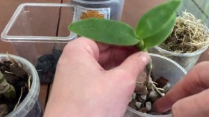 Спасаем ДЕНДРОБИУМ. Пересадка и уход.