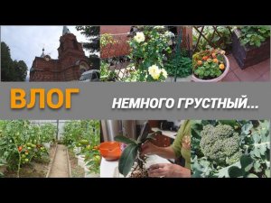 Похоронили соседку/Что с урожаем/ Мои томаты/Спасаю орхидеи/ВЛОГ@SubTatiana