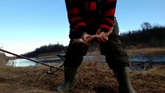 04.ноября 2019 год. Класная Магаданская рыбалка на реке Ола (Танон), ловля мальмы(голец).