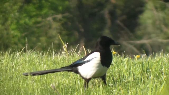 Сороки белобоки гуляют по газону. Операторская удача. смотреть онлайн