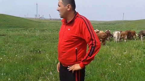 Бычки геренфорд сементал