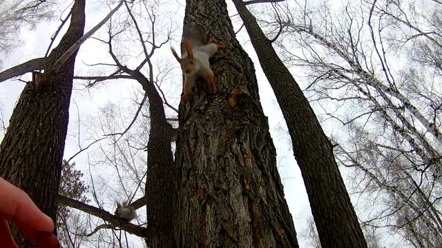 Самец белки. смотреть онлайн