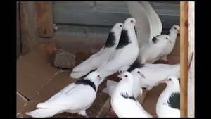 ?ВСЁ О ПЕРМСКИХ ГРИВУНАХ?/ если короче говоря...