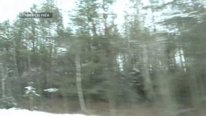 Волки нападают на деревни в Чечерском районе