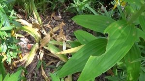 chaine de Jardinage: Allium giganteum: Comment faire la Taille et entretien: Plantes bulbe vivaces