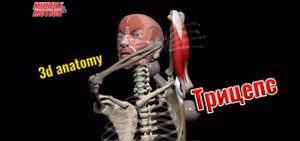 3d anatomy. Трехглавая мышца плеча (Трицепс)