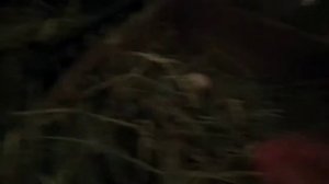 Совместное проживание кур и уток/правильное обустройства курятника