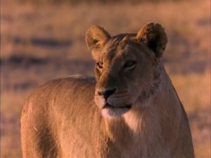 Заклятые враги. Львы и гиены (ч.5)