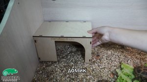 Сухопутные черепахи. Полная информацию по уходу в домашних условиях.