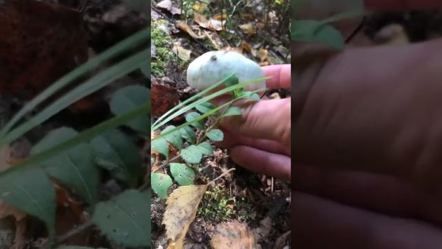 Russula virescens