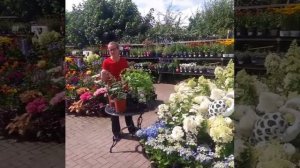 New butterfly magnet plant, dwarf buddleia plants , hydrangeas and perennials