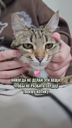 Не обижайте своих пушистиков💖 #животные #котики #любовь