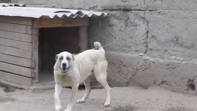 Собаки Мурат ага смотреть онлайн