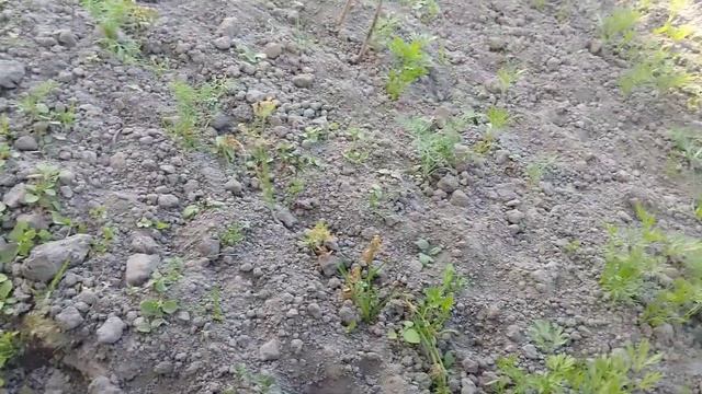 Гербицид Ураган.