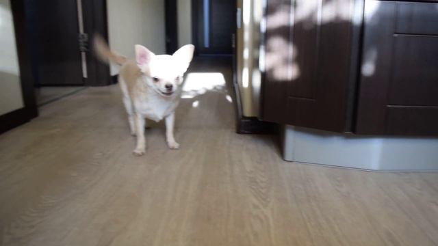 Chihuahua like game \ Чихуахуа нравится играть смотреть онлайн