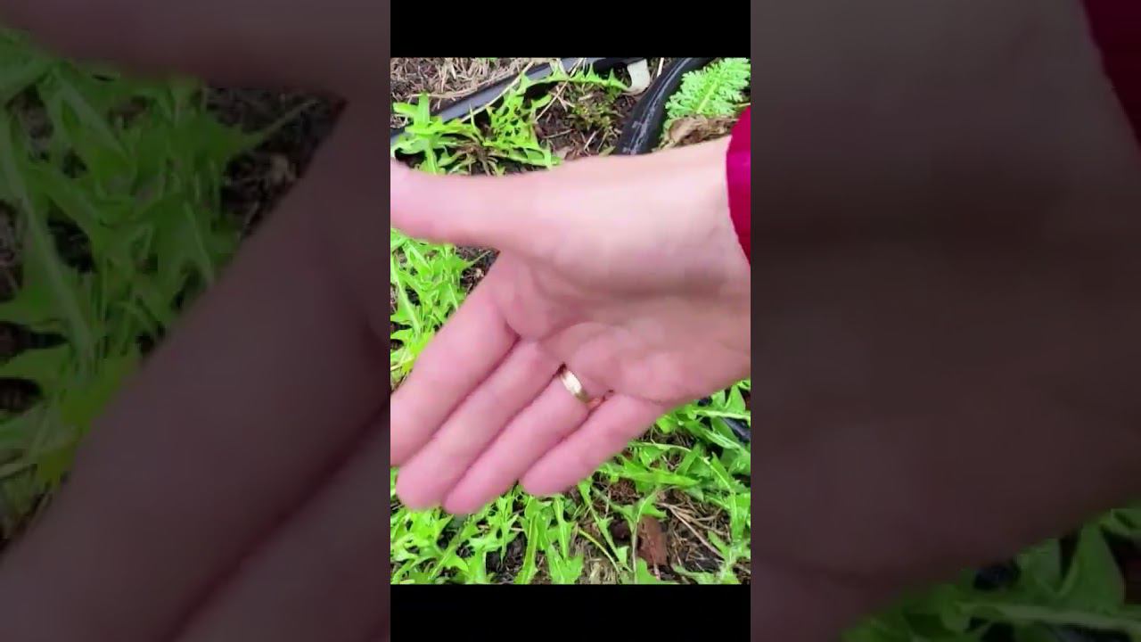 Как избавится от одуванчиков. #клематисы #питомник #сад #дача смотреть онлайн