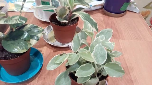 Покупка переромии и обзор моих комнатных растений. смотреть онлайн