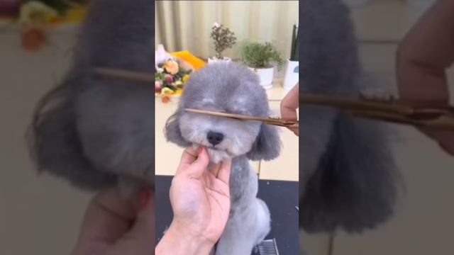 Песель зашел в барбер