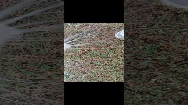 котя смотреть онлайн