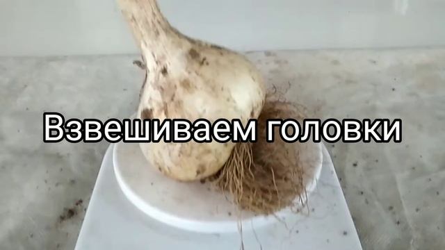 Лук рокамболь