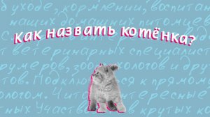 Как назвать котёнка?