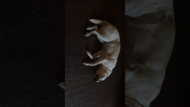 Белла, наша желтая-земляная собака, спит на голове