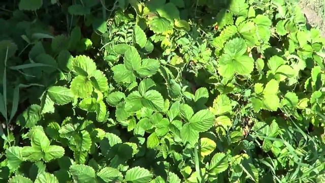 НАПУГАЛ ЕЁ / НЕ УВИЖУ НЕ ПОВЕРЮ / С ЯЙЦАМИ БУДИТЕ смотреть онлайн