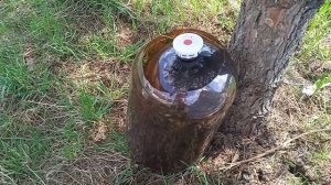 Посадка бобов гороха Супер ценное удобрение для растений Проволочник.