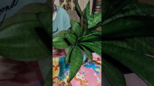 Причины истончения сансевиерии