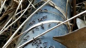 СРАВНИТЕЛЬНЫЙ ОБЗОР 2-Х ВИДОВ//CAMPONOTUS VAGUS|JAPONICUS //КОГО ЖЕ ВЫБРАТЬ? ANT BATTLES?