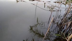 Ловля раков осенью..Как ловить раков осенью... ВСЕ ПОЙМАННЫЕ РАКИ ВЕРНУЛИСЬ В ВОДУ