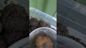 как разводить пиявок #развидениепиявок #пиявки